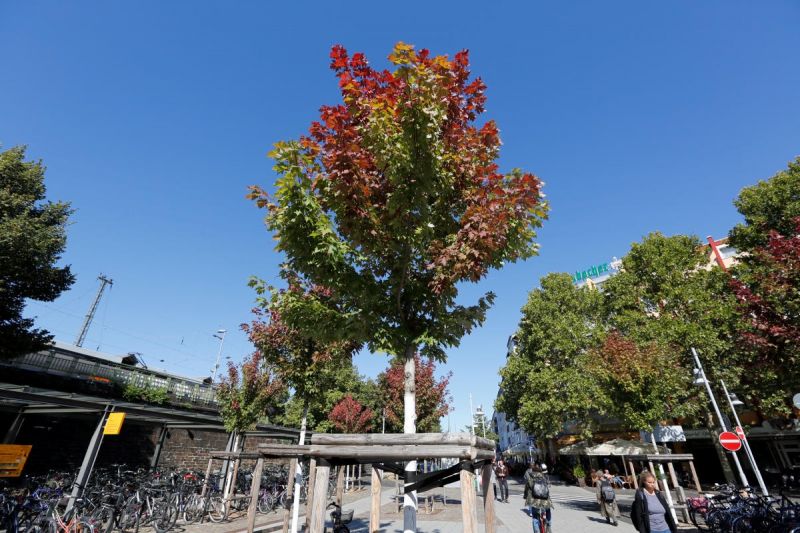 Ein neu gepflanzter Baum am Hauptbahnhof.