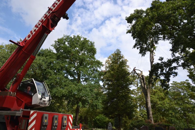 Mit Hilfe eines Autokrans und Baumkletterer wurde ein Baum auf dem Friedhof Lützel gefällt