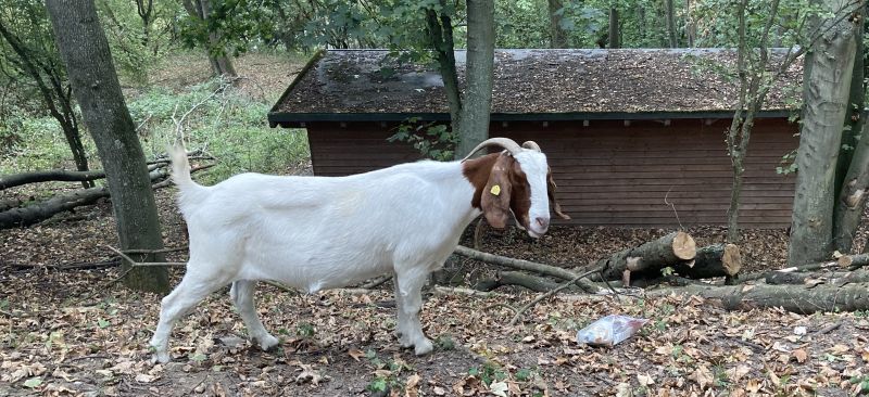 30 Ziegen halten den Wildwuchs an dem Hang der Festung Ehrenbreitstein in Schach. Achtlos weggeworfener Müll gefährdet jedoch ihre Gesundheit.